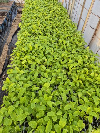 Planta de Maracuyá
