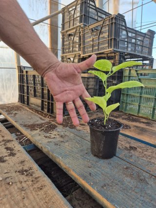 Planta de Maracuyá