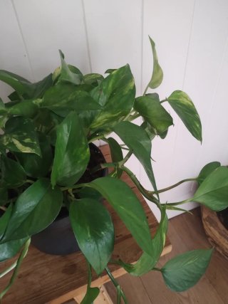Planta Pothos  variegada