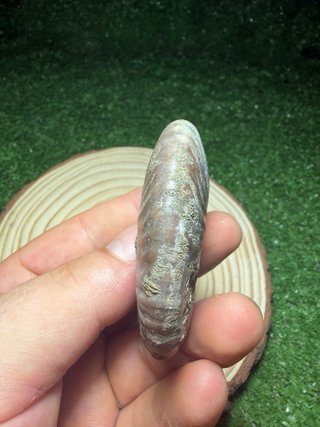 Amonita Natural Opalizada Fósil