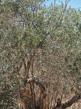 Olivos