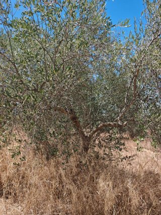 Olivos