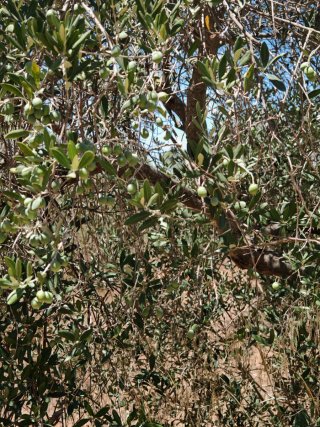 Olivos