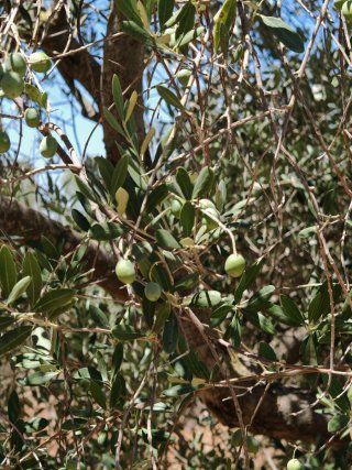 Olivos