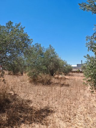 Olivos
