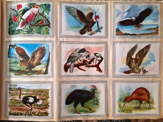 Álbum de cromos Vida y Color