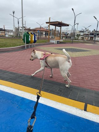 Cuidado de perros y gatos