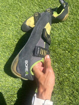Pies de gato Boreal Alpha