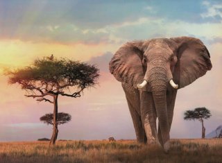 Puzzle NUEVO Clementoni Elefante Africano 500 Piez