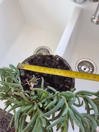 Delosperma cooperi ricadente - Pianta succulenta
