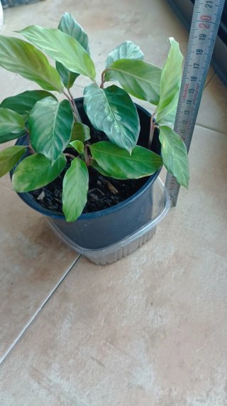 Calathea en maceta