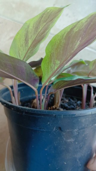 Calathea en maceta