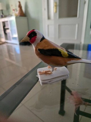 Jilguero pintado a mano 3D