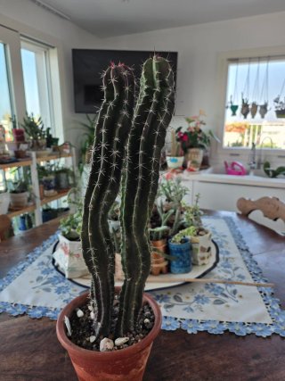 Pachycereus, cactus colonnare,pianta grassa