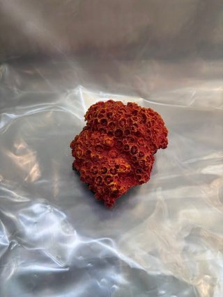 Cueva de coral rojo para acuario