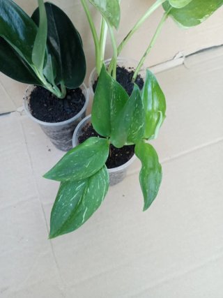 Lote 3 plantas Epipremnum