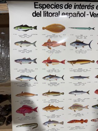 Cartel Especies Interés Económico Litoral Español