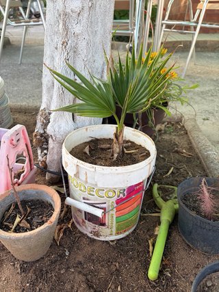 Palmera washingtonia