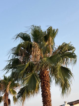 Palmera washingtonia