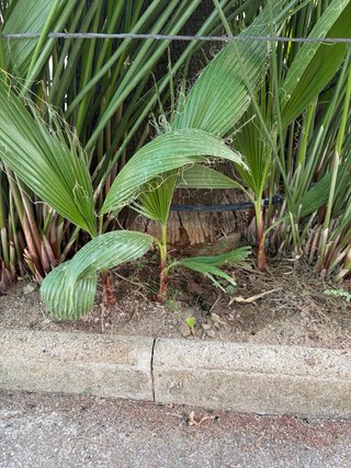 Palmera washingtonia