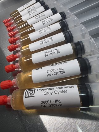 Cultivo Micelio Seta Ostra Pleurotus 20ml