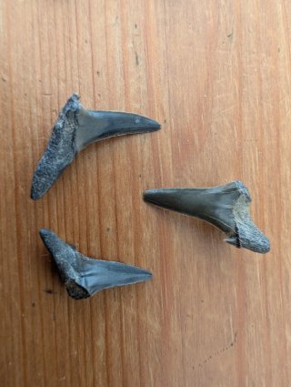 Lote 5 Dientes de Tiburón Fósiles