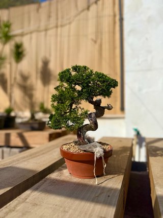 Junipero Chinensis Itoigawa Bonsai