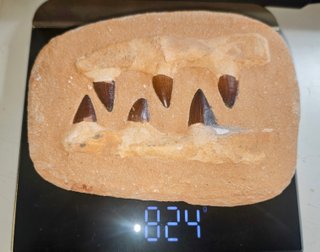 Dientes Mosasaurus Fósil Cretácico 75 m.a.
