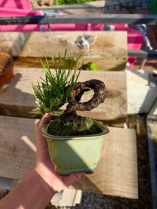 Pino thunbergii bonsai pequeño