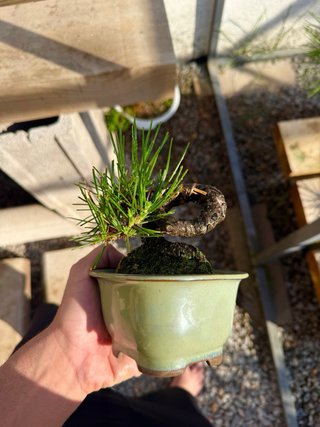Pino thunbergii bonsai pequeño
