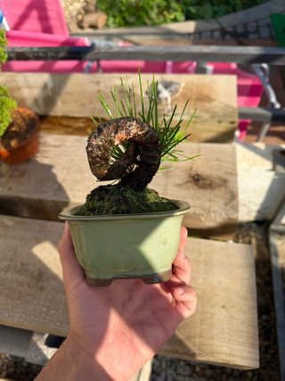 Pino thunbergii bonsai pequeño