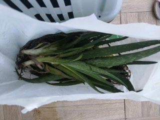 Se regalan Plantas de Aloe Vera con Raíces