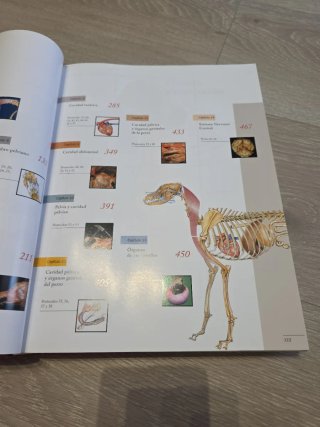 Anatomia del Perro: Protocolos de Diseccion (2ª...