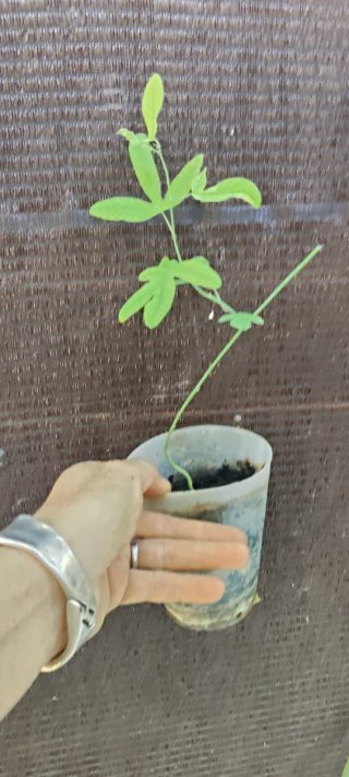 Planta de Maracuyá (Fruta de la Pasión)