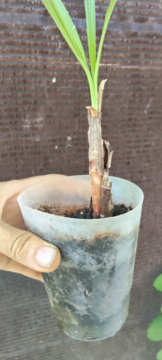 Palmera pequeña en maceta de unos 3 años