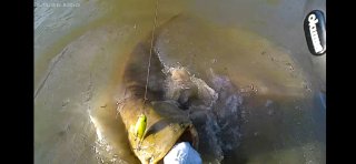 2 Canne da siluro Caperlan BIG FIGHT 5 gr 60-150