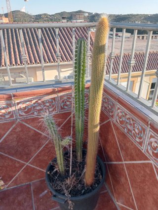 Cactus variados en maceta