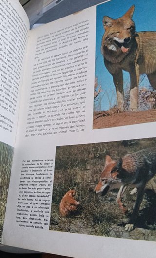 Libro Maravillas del Mundo Animal Walt Disney