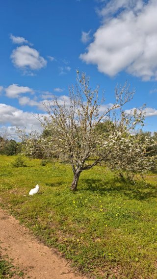 Finca Rústica con Encanto, precio negociable
