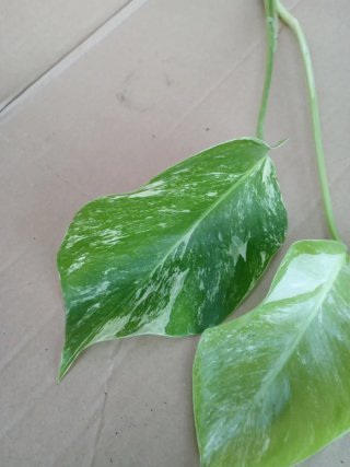 Monstera Albo Variegata esqueje