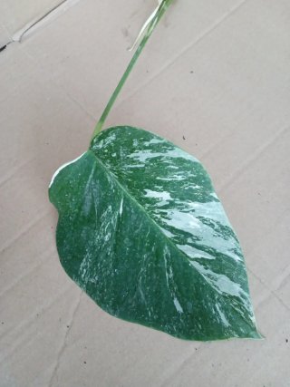 Monstera Albo Variegata esqueje