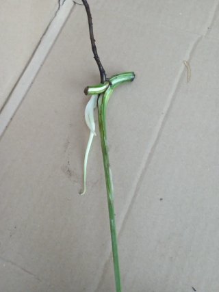 Monstera Albo Variegata esqueje