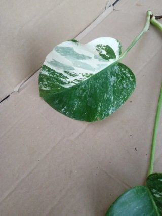 Monstera Albo Variegata esqueje