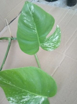 Monstera Albo Variegata esqueje