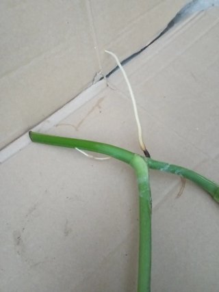 Monstera Albo Variegata esqueje