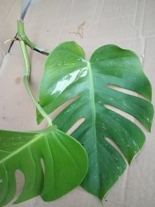 Monstera Albo Variegata