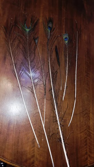 Piume di pavone decorative