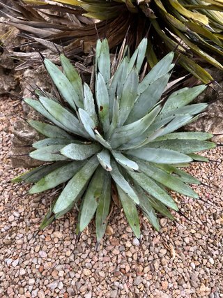 Agave macroacantha