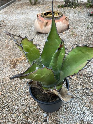Agave macroacantha