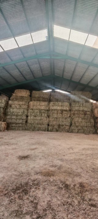 Alpacas de avena forrajera (400 kg)